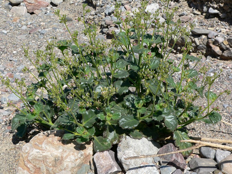 Broad-Leaf Gilia