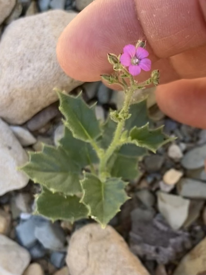 Aliciella latifolia var. imperialis