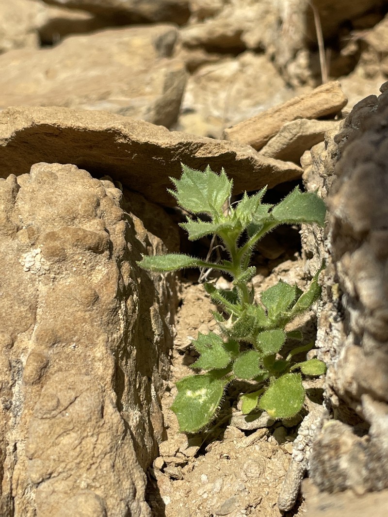 Aliciella latifolia var. imperialis photo 2