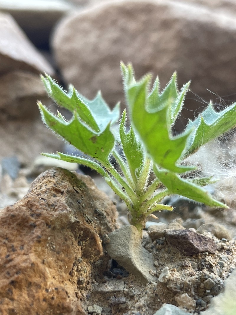 Aliciella latifolia var. imperialis photo 3