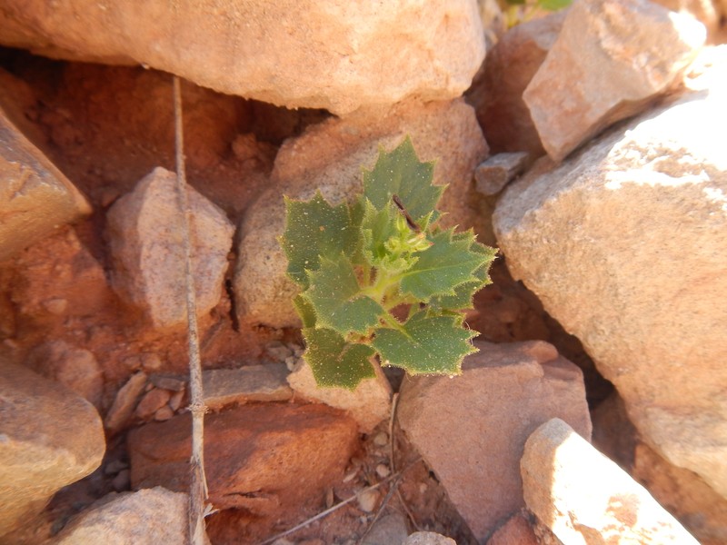 Aliciella latifolia var. imperialis photo 5