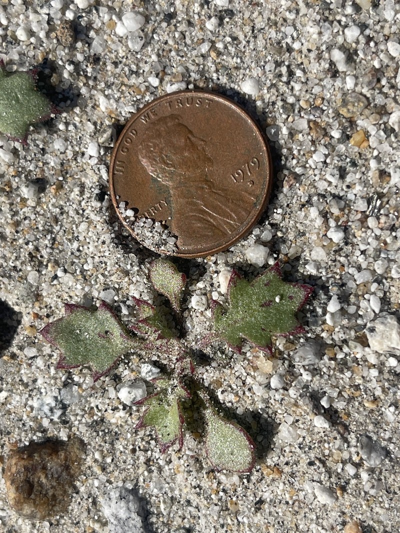 Aliciella latifolia var. latifolia