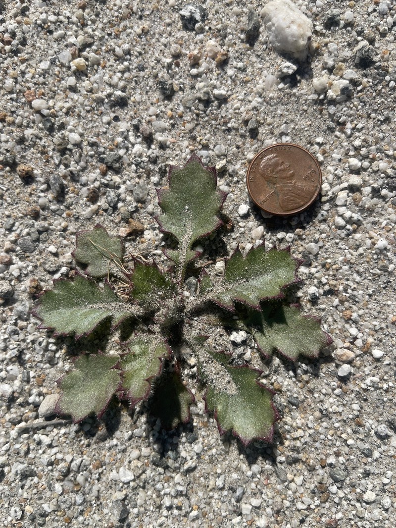Aliciella latifolia var. latifolia photo 2