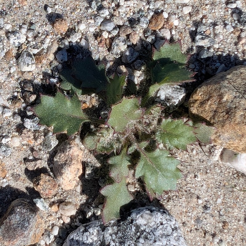 Aliciella latifolia var. latifolia photo 3