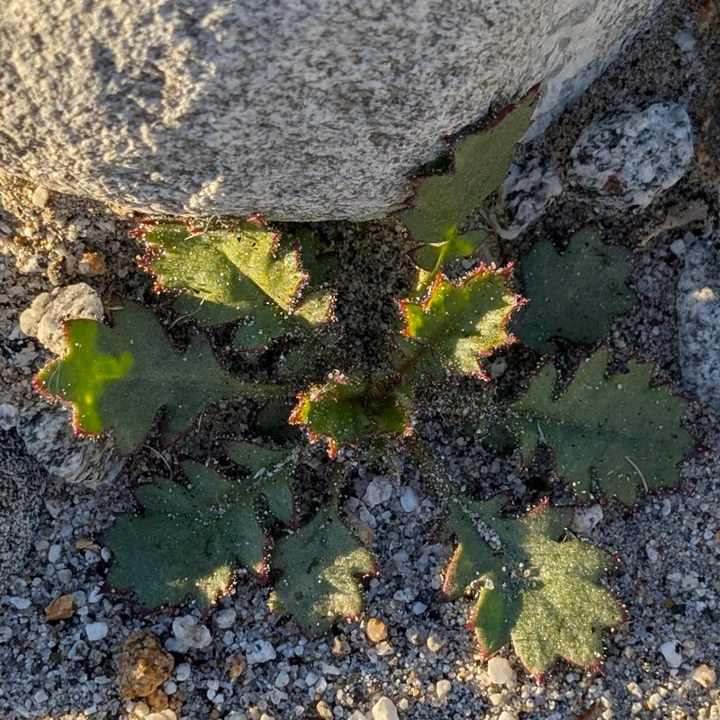Aliciella latifolia var. latifolia photo 4