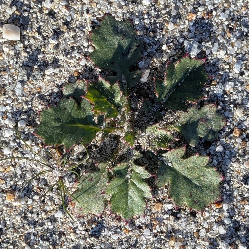 Aliciella latifolia var. latifolia photo 6