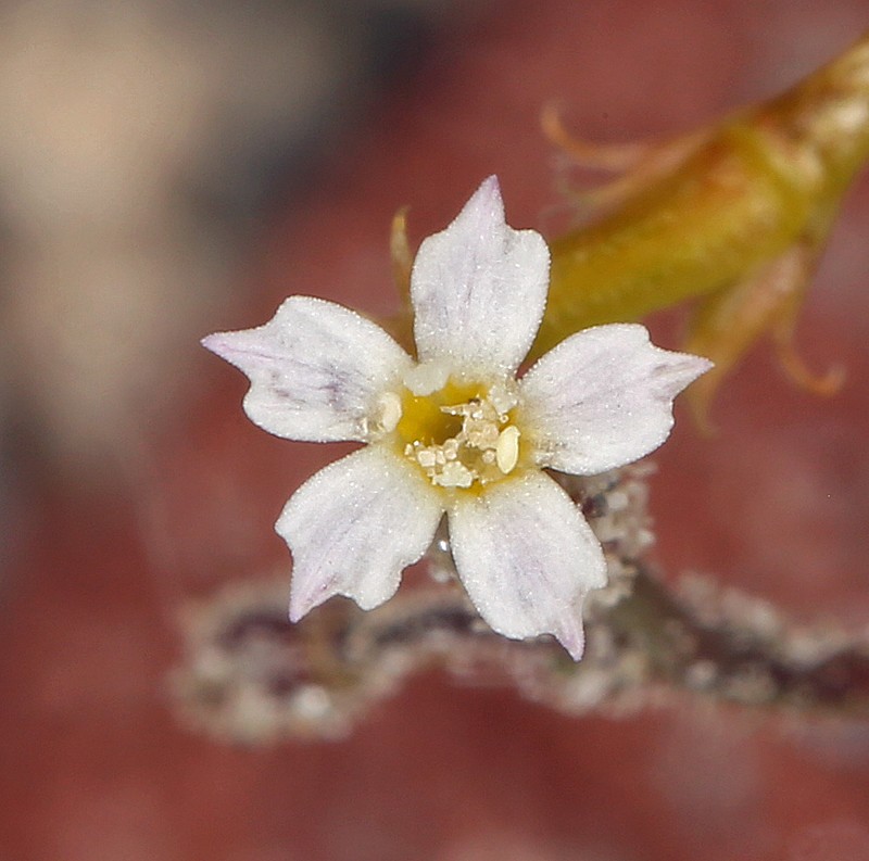 Sand Gilia photo 2