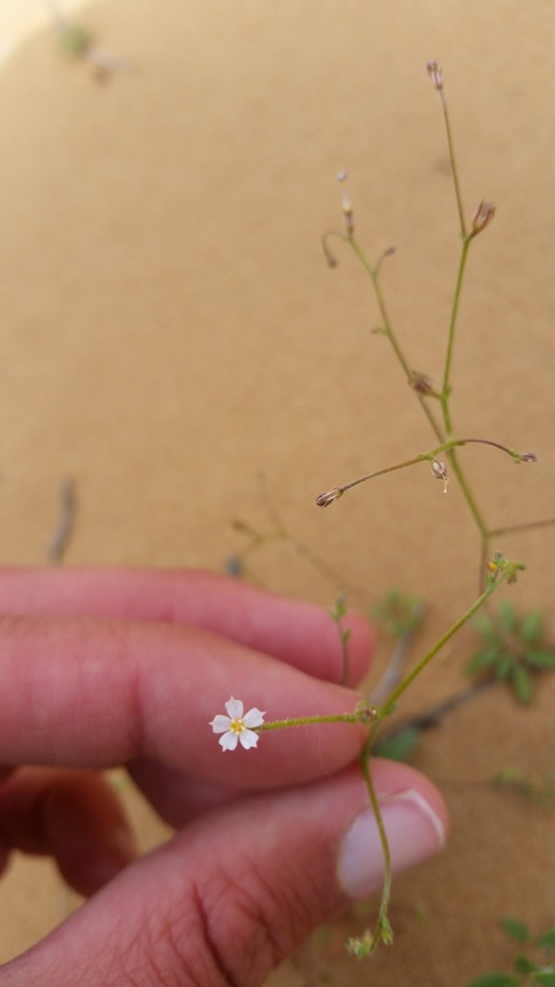 Sand Gilia photo 3