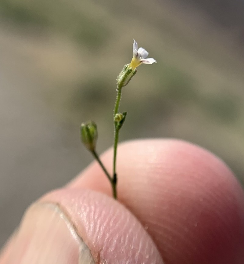 Sand Gilia photo 4