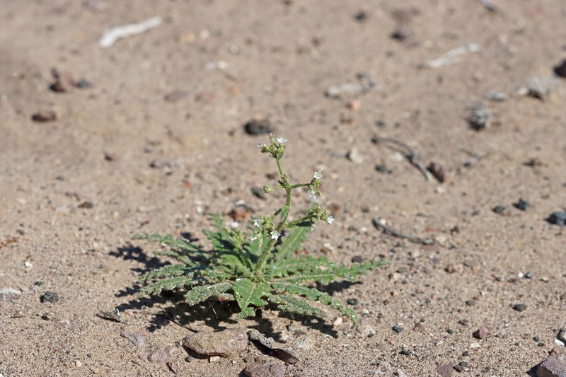 Sand Gilia photo 5