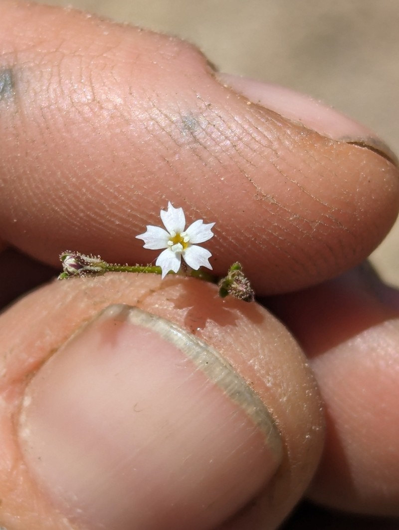 Sand Gilia photo 6