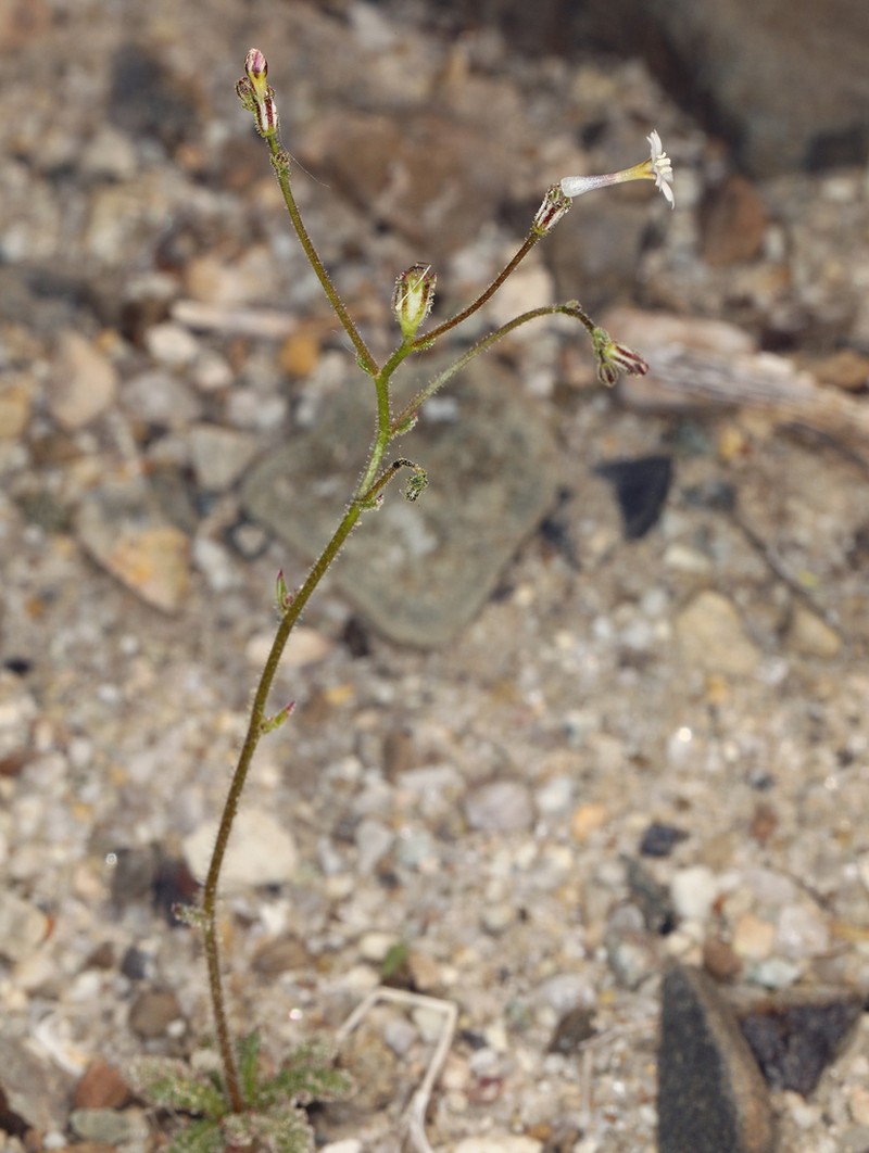 Sand Gilia photo 7