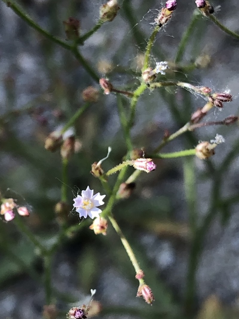 Sand Gilia photo 8