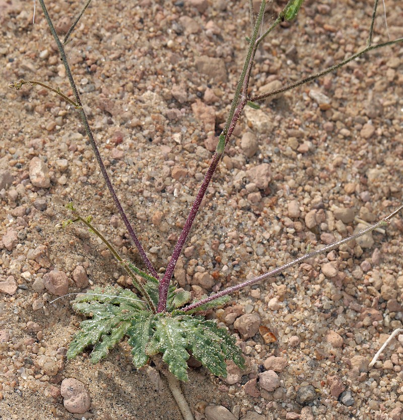 Lott's Gilia photo 2