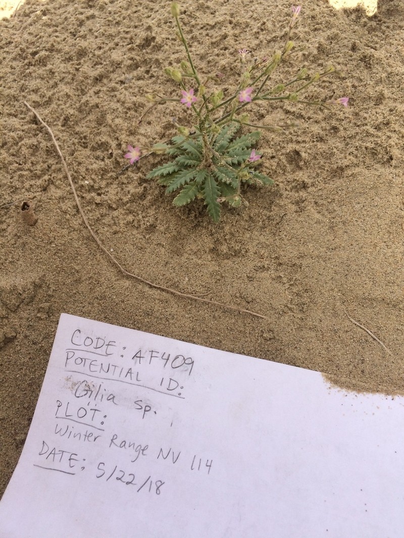 Lott's Gilia photo 3