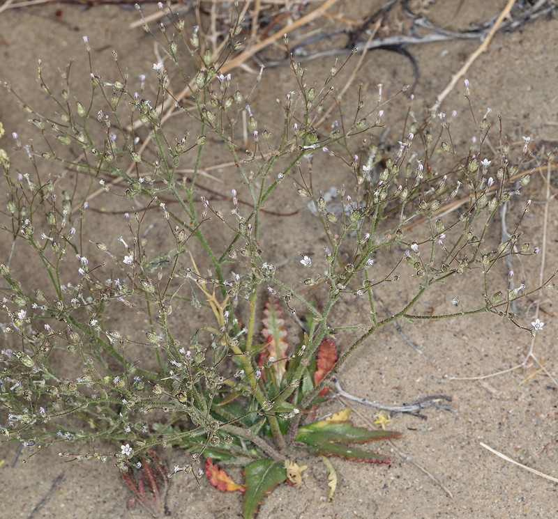 Lott's Gilia photo 4