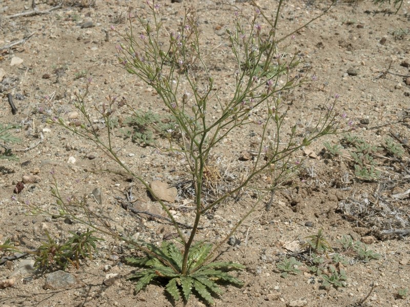 Lott's Gilia photo 5