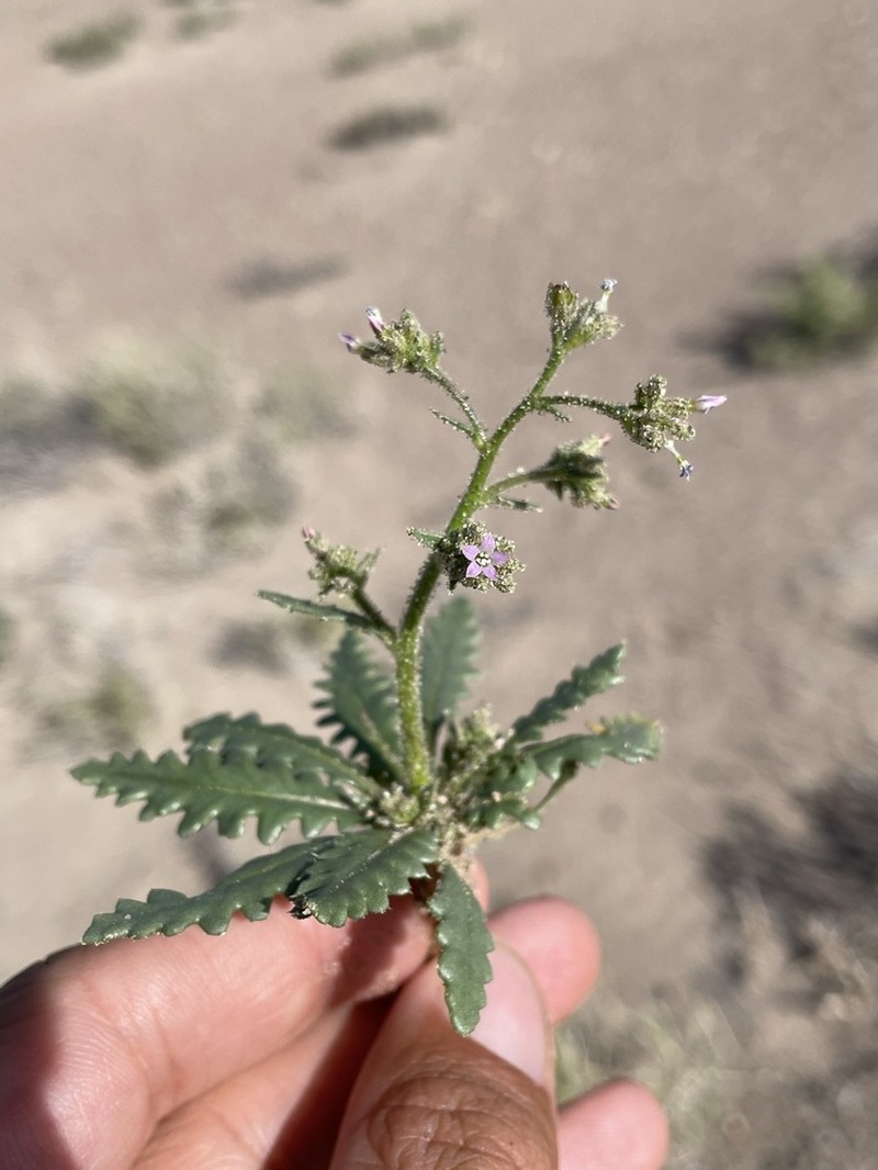 Lott's Gilia photo 6