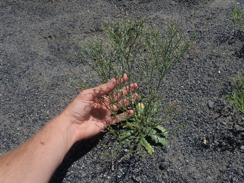 Lott's Gilia photo 7
