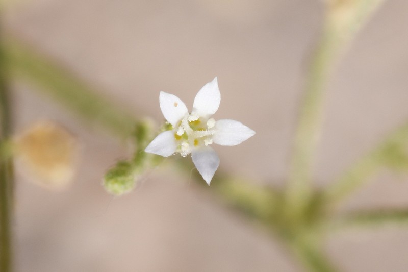 Lott's Gilia photo 8