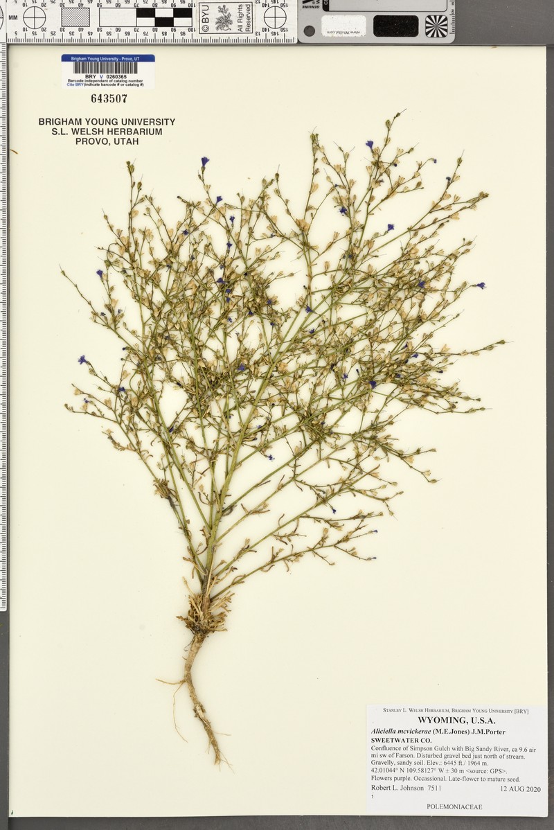 Mcvicker's Gilia