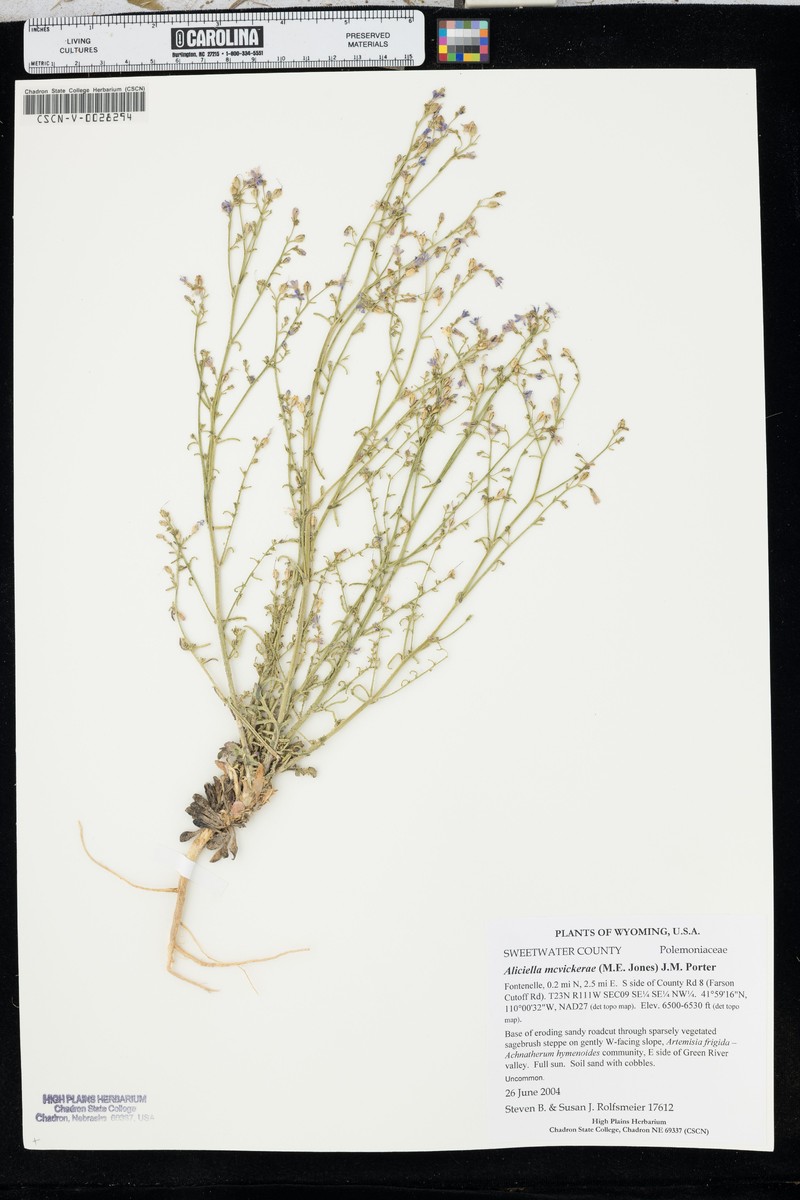 Mcvicker's Gilia photo 2