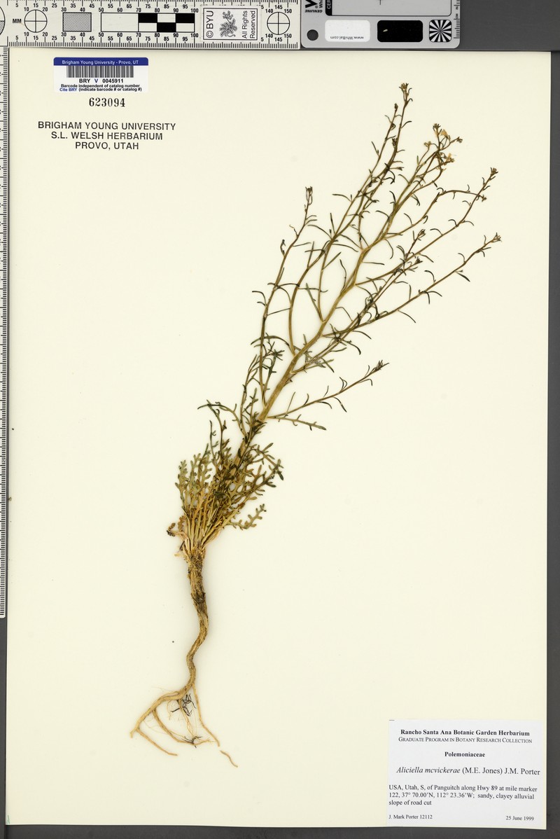 Mcvicker's Gilia photo 3