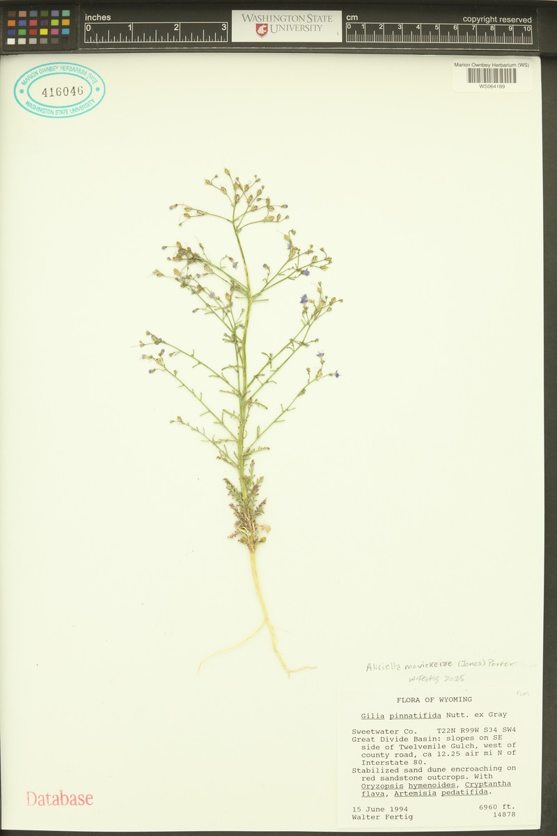 Mcvicker's Gilia photo 4