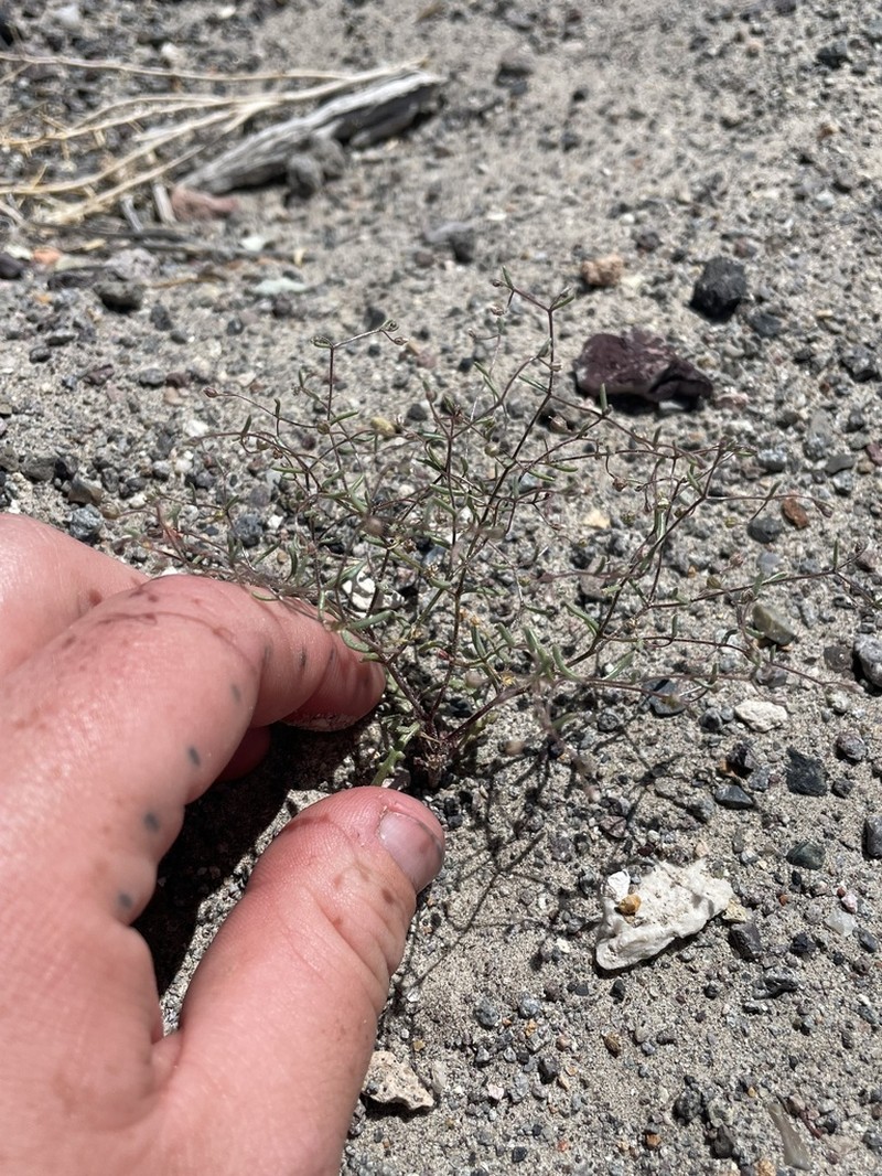 Dainty Gilia photo 2