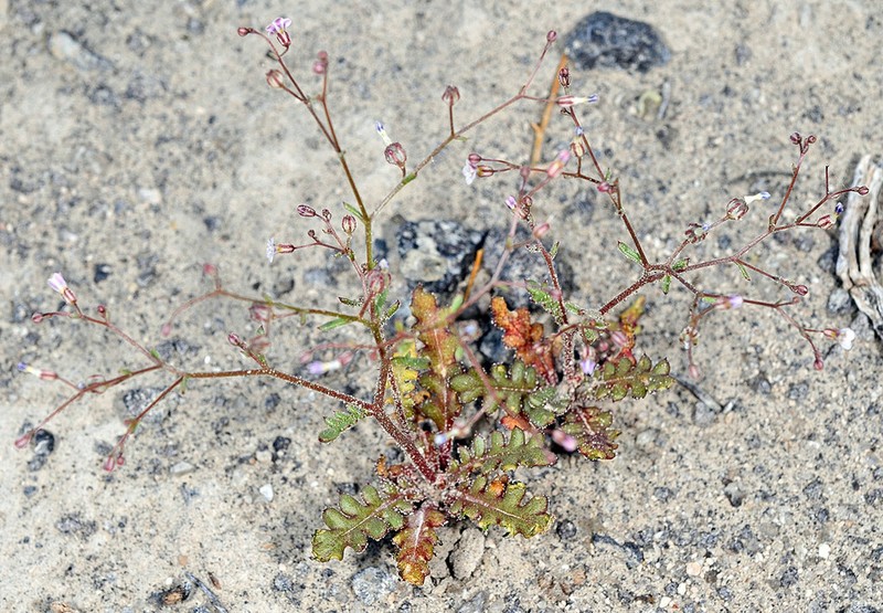 Dainty Gilia photo 4