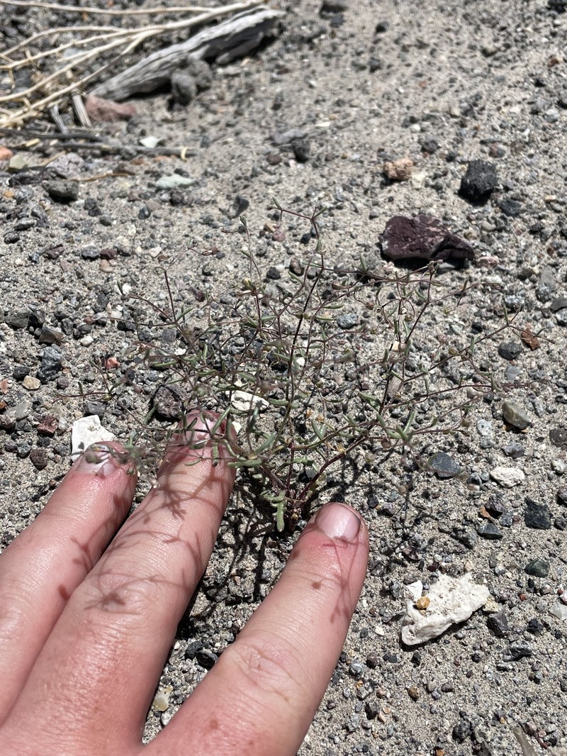 Dainty Gilia photo 6