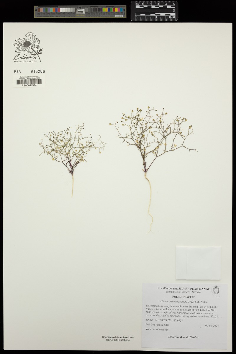 Dainty Gilia photo 8