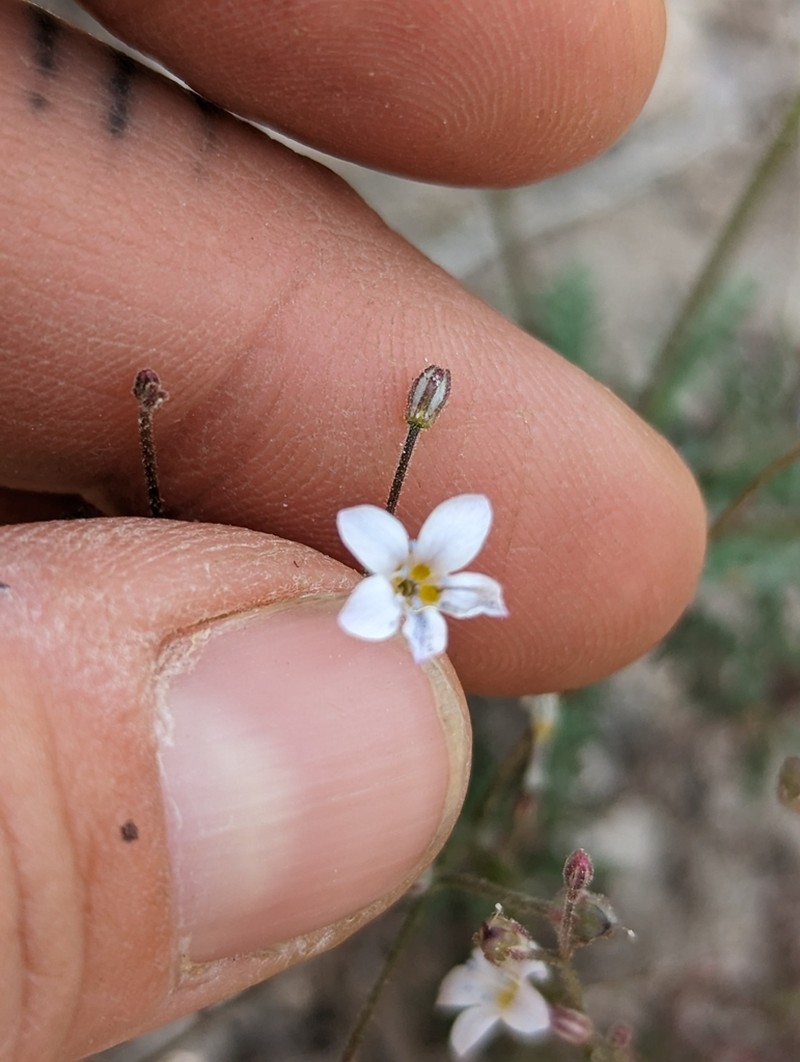 Aliciella monoensis