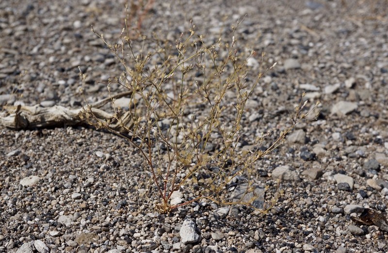 Aliciella monoensis photo 2