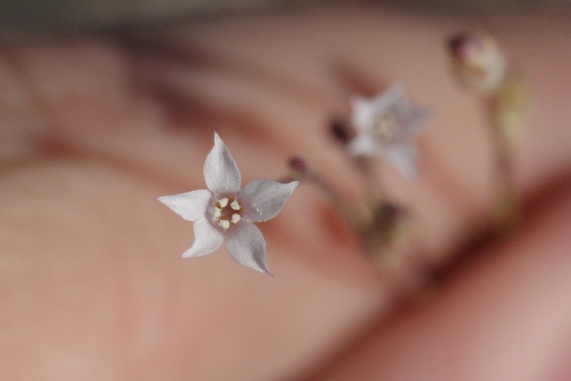 Aliciella monoensis photo 3
