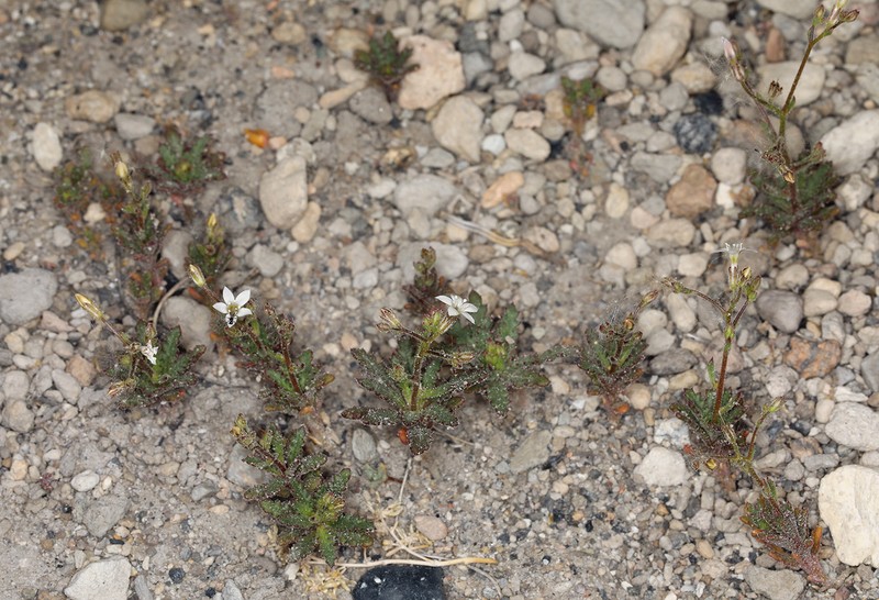 Aliciella monoensis photo 4