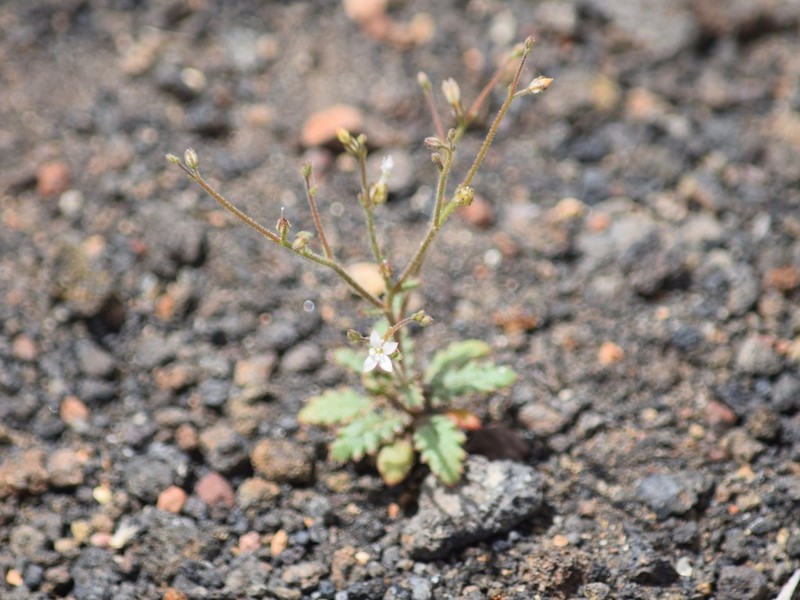 Aliciella monoensis photo 5