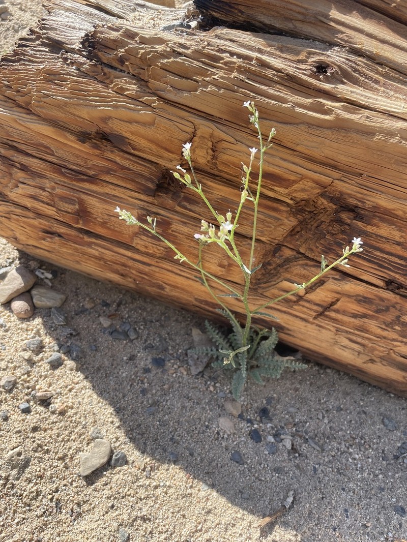 Aliciella monoensis photo 6