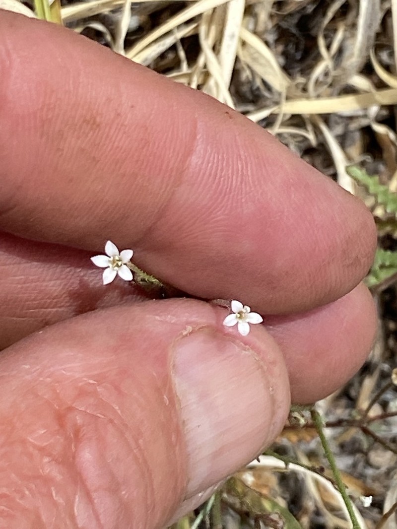 Aliciella monoensis photo 7