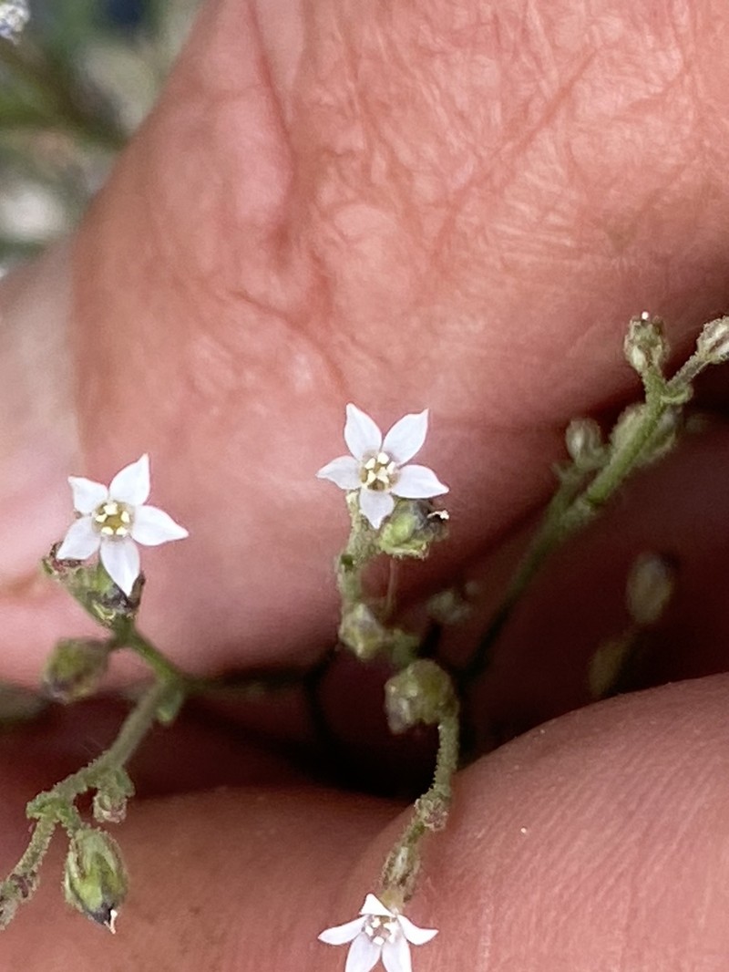 Aliciella monoensis photo 8