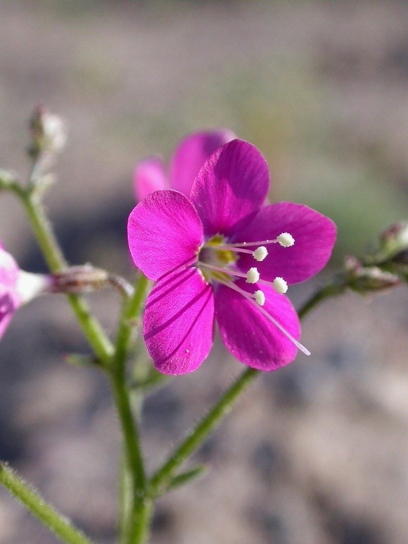 Nye Gilia