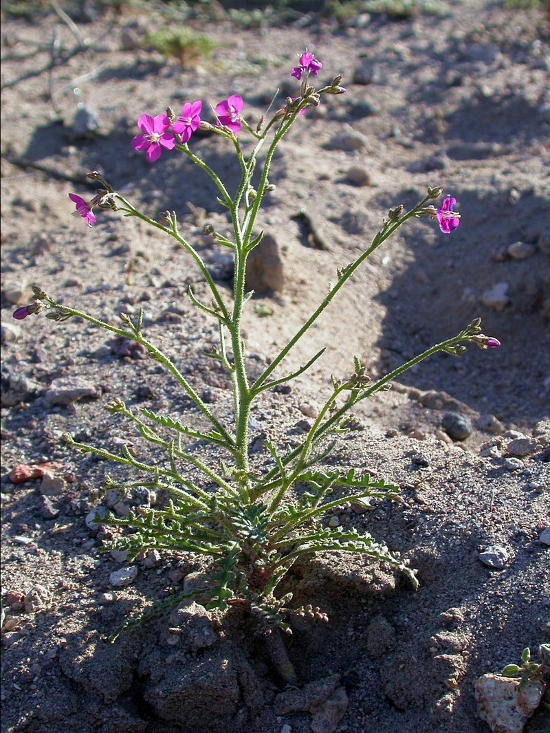 Nye Gilia photo 4