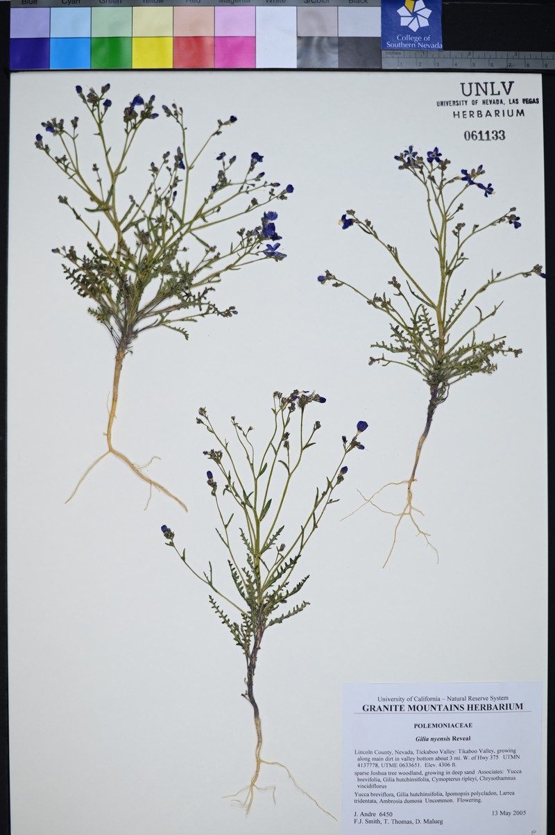 Nye Gilia photo 5