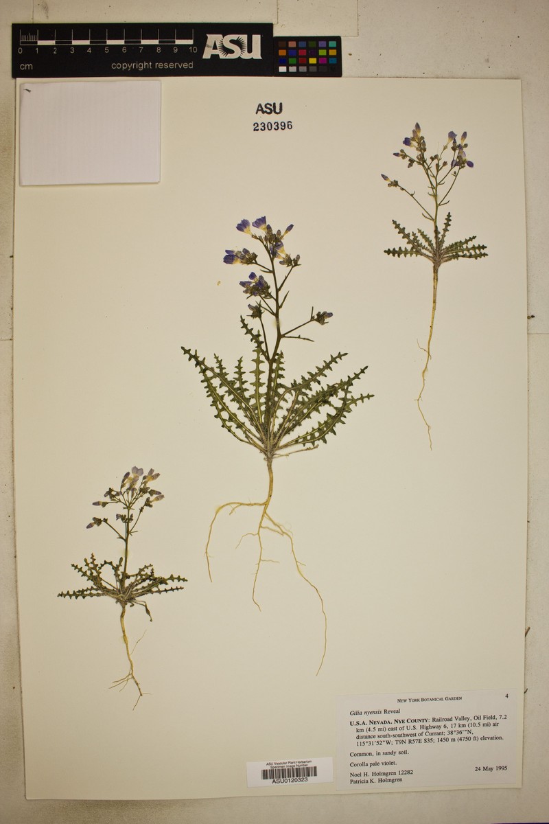 Nye Gilia photo 6