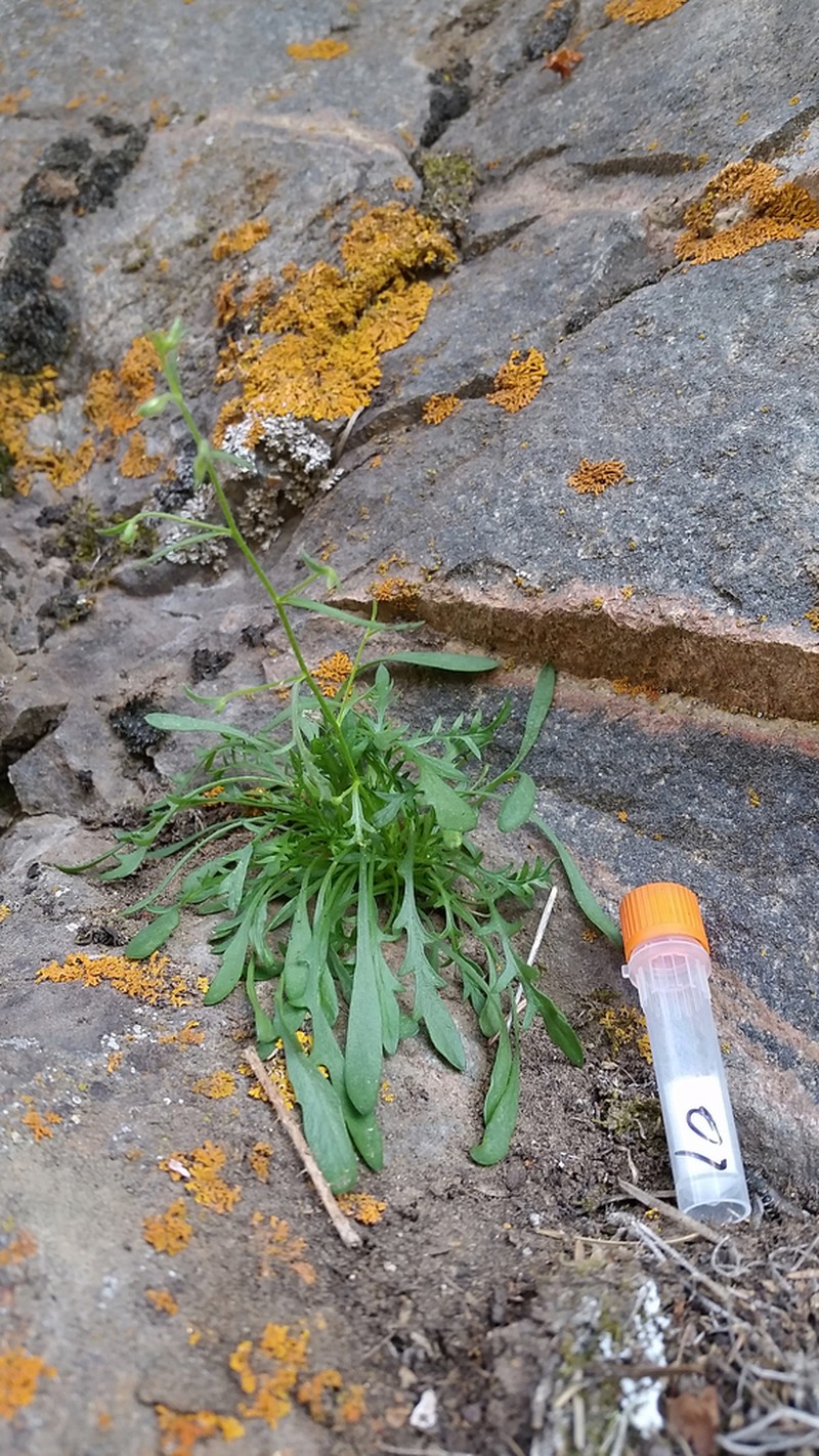 Black Canyon Gilia photo 4