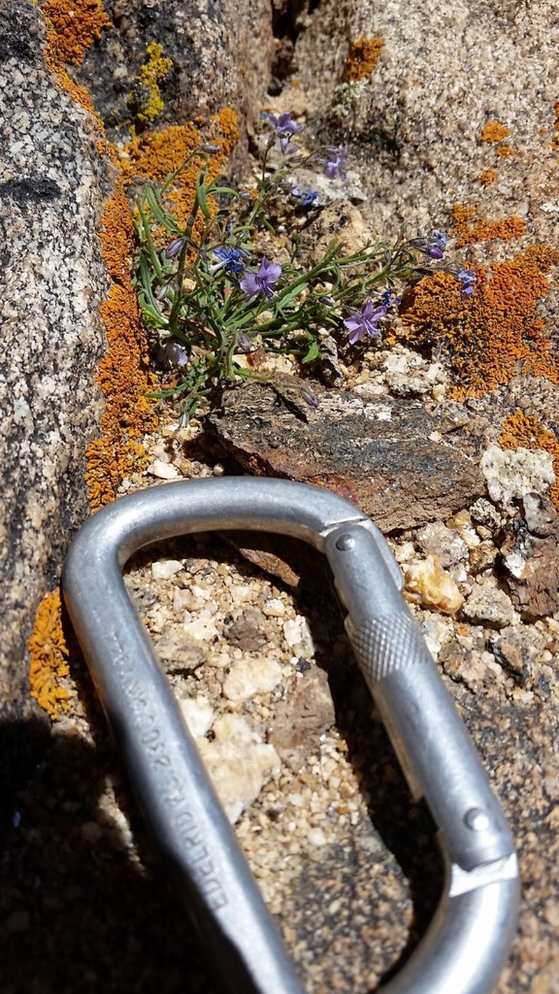 Black Canyon Gilia photo 5