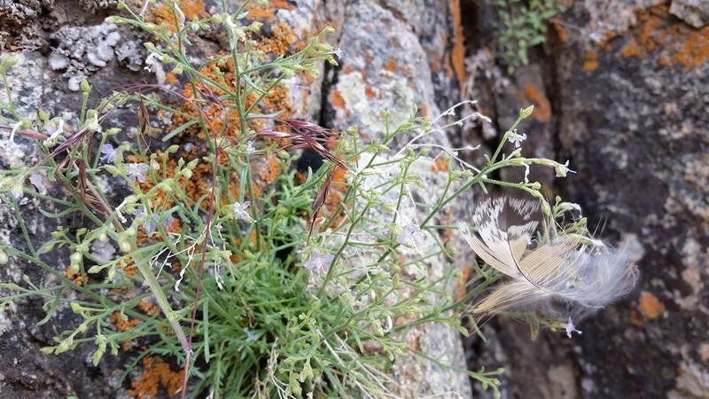Black Canyon Gilia photo 6