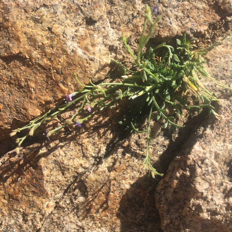 Black Canyon Gilia photo 7
