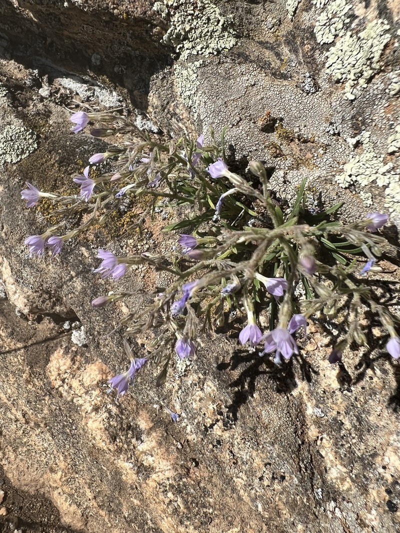Aliciella pentstemonoides