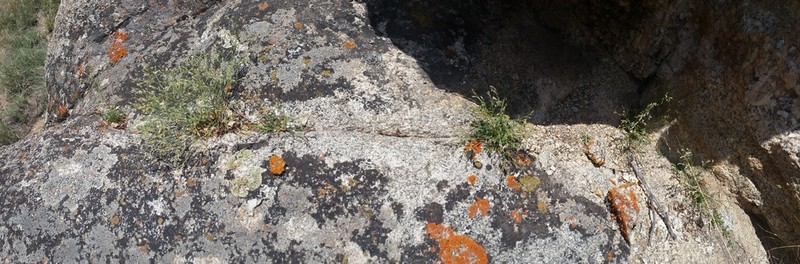 Aliciella pentstemonoides photo 2